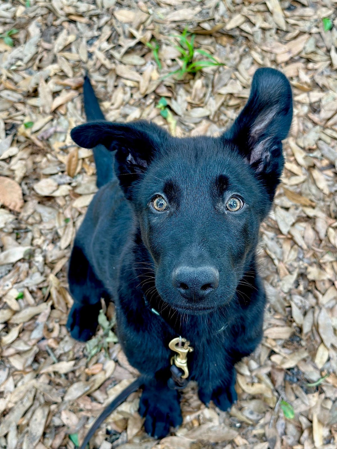 Gaurdian Angels Medical Service Dogs - Meet Buck